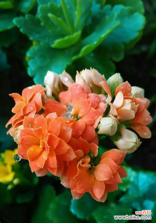 揭示长寿花的祝福和象征含义 长寿花花语的寓意与象征