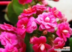 揭秘长寿花的神奇寓意与风水象征 长寿花的寓意和象征风水