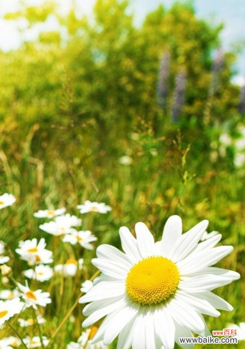 绿色雏菊的花语揭示的秘密与寓意的解读 绿色雏菊的花语与寓意——自然与希望的象征