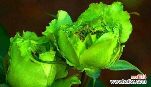 绿玫瑰的神秘寓意解析与传达方式 绿玫瑰的花语及代表意义