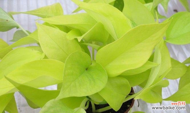 绿萝盛开的花朵 神奇的绿萝开花