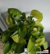 绿萝盛开的花朵 神奇的绿萝开花