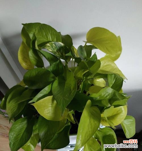 绿萝盛开的花朵 神奇的绿萝开花