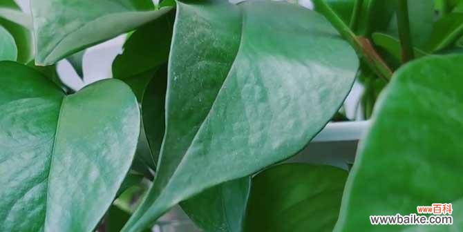 绿萝盛开的花朵 神奇的绿萝开花