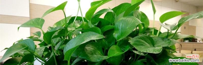 揭秘绿萝 绿萝的花语与寓意