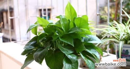 揭秘绿萝 绿萝的花语与寓意