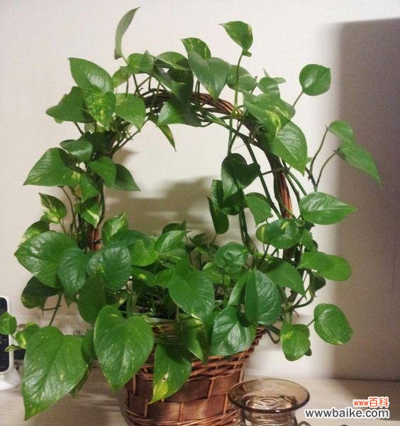 揭秘绿萝 绿萝的花语与寓意