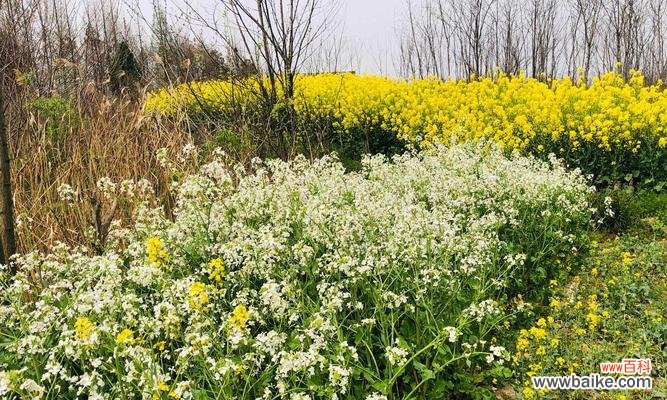 寓意吉祥 萝卜开花的神奇预兆