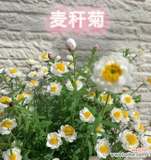 探寻麦秆菊的美丽与深意 麦秆菊的花语与寓意