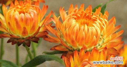 探寻麦秆菊的美丽与深意 麦秆菊的花语与寓意