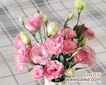 用香槟洋桔梗传递心意 香槟洋桔梗花语