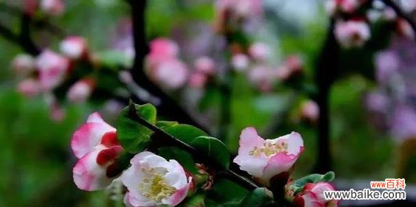 英勇无畏 以勇敢菊花为主题的英雄花语