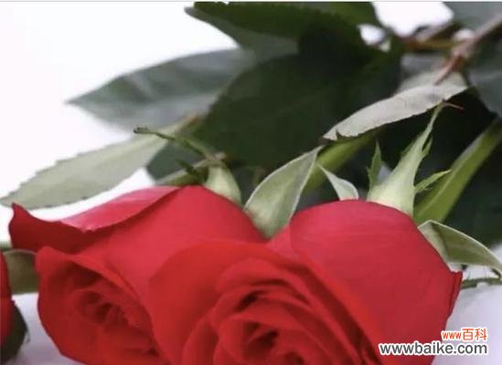 探索肯尼亚红玫瑰的花语魅力 肯尼亚红玫瑰花语