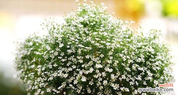 满天星花的文化内涵和美学价值 满天星花