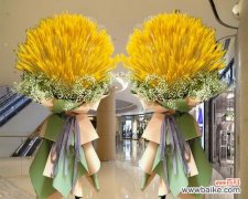 探寻麦穗之美 麦穗的花语与寓意