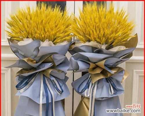 探寻麦穗之美 麦穗的花语与寓意