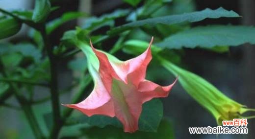 揭秘曼陀罗花的代表意义与寓意 曼陀罗花语