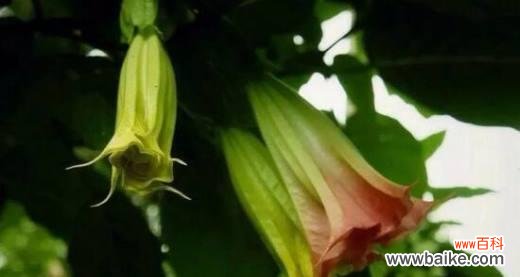 揭秘曼陀罗花的代表意义与寓意 曼陀罗花语