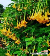 探索曼陀罗花的神秘与美丽 曼陀罗花的象征意义