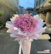 星星般绽放的爱与希望 满天星花语