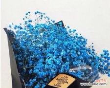 浪漫与祝福交织的满天星花 满天星花语与寓意