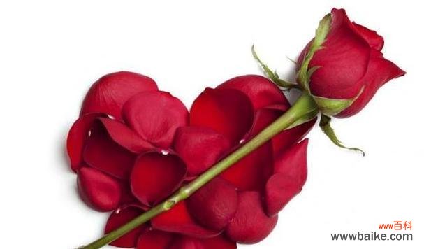 一支玫瑰花的多重寓意与情感表达 玫瑰花的象征意义及文化传承