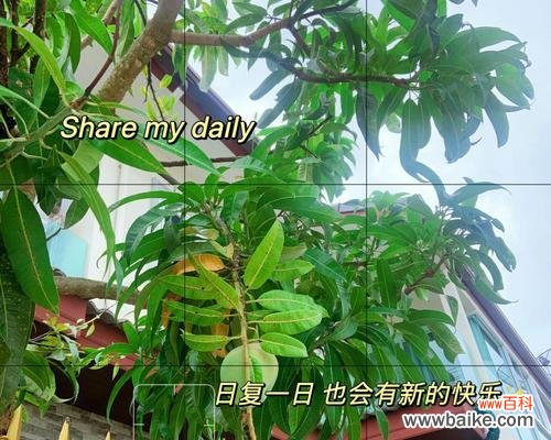 探寻芒果的文化寓意与美好祝愿 芒果的象征意义与祝福