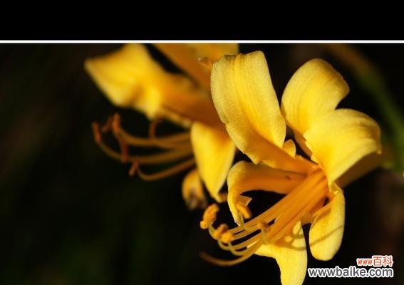 探索花朵背后的情感世界 曼珠沙华的七彩花语之美