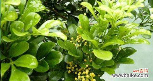 探索米兰花语的深层含义与美丽象征 米兰花语之意义与象征