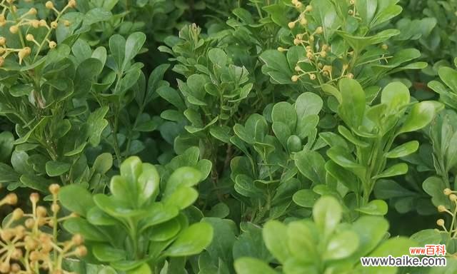 探索米兰花语的深层含义与美丽象征 米兰花语之意义与象征