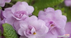 倾心绽放 美人樱花