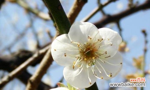 寒冬中的坚韧与自尊 以梅花能代表什么人