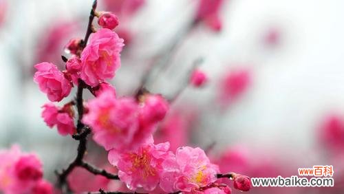 寒冬中的坚韧与自尊 以梅花能代表什么人