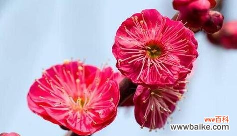 梅花的象征与内涵 梅花花语