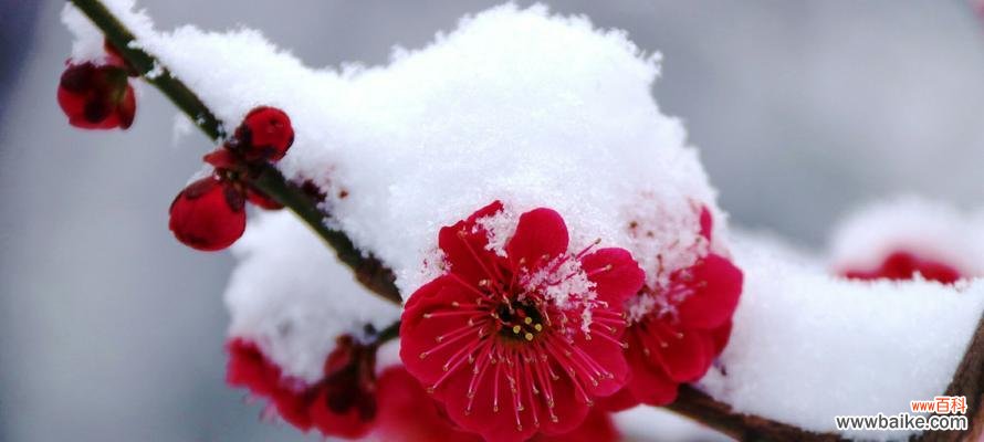 传达淡泊名利 梅花的花语及象征寓意
