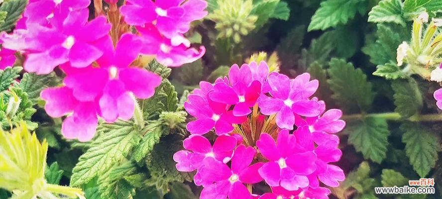 探索美女樱花的象征与意义 美女樱的花语与寓意