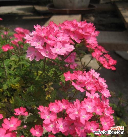 探索美女樱花的象征与意义 美女樱的花语与寓意