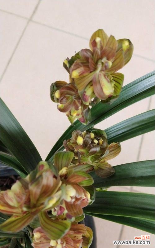 墨兰花语的内涵及传承 墨兰花语