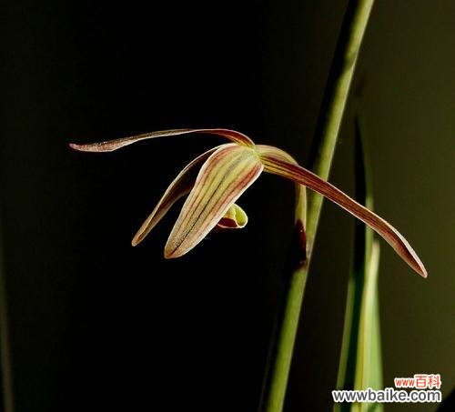 墨兰花语的内涵及传承 墨兰花语