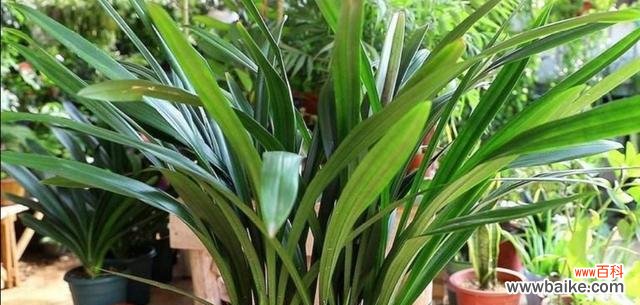 墨兰花语的内涵及传承 墨兰花语