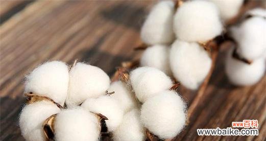 探秘木棉花的象征与传承 木棉花的花语与含义