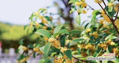 四季桂花 四季桂花花语