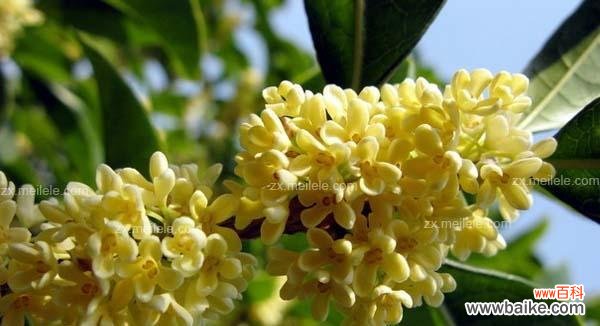 四季桂花 四季桂花花语