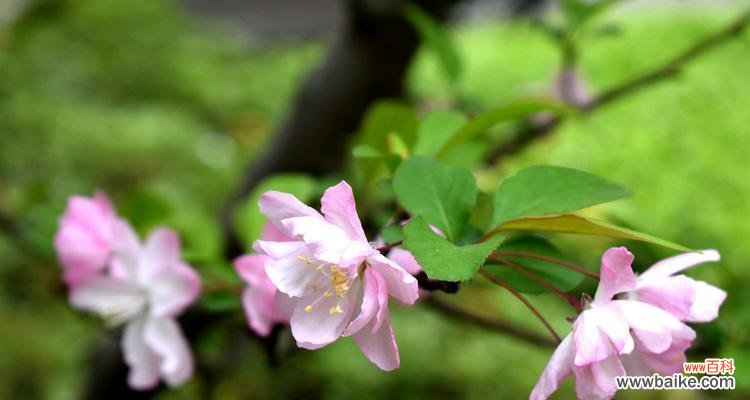 四季海棠花开放春秋 四季海棠花花语——寄托希望的永恒之美