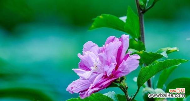 探寻木槿花的文化内涵 木槿花的象征意义