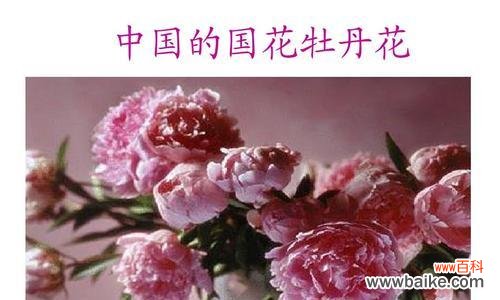 探索牡丹花开的奇妙之旅 牡丹开花的花语与寓意