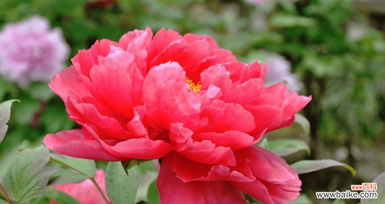 探索牡丹花语背后的寓意与象征 牡丹花语的深意