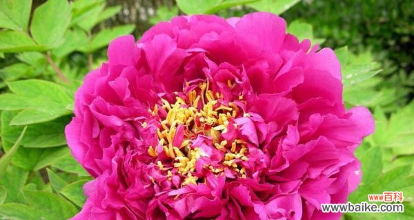 探索牡丹花语背后的寓意与象征 牡丹花语的深意