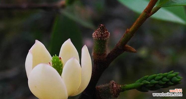 探寻女雏开花的美丽之谜与寓意 女雏会开花吗