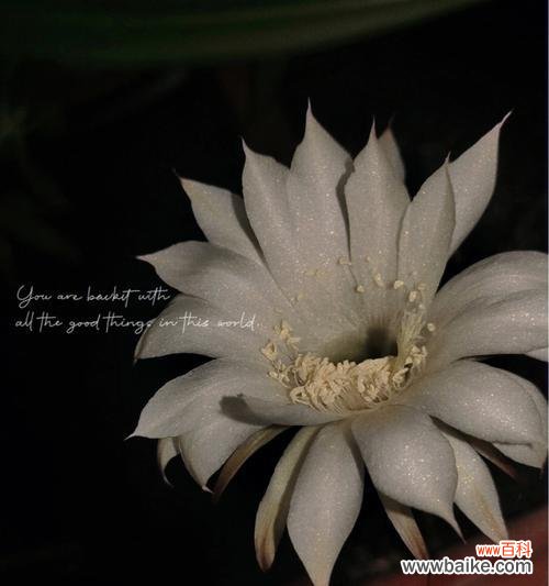 探寻女雏开花的美丽之谜与寓意 女雏会开花吗